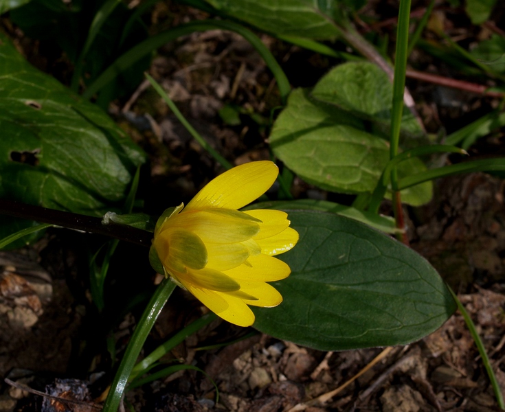 Ranunculus ficaria